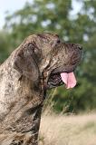 FILA BRASILEIRO 232